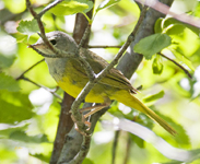 MacGillivrays Warbler 4178